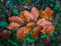 Buchenzweig mit braunen Blättern